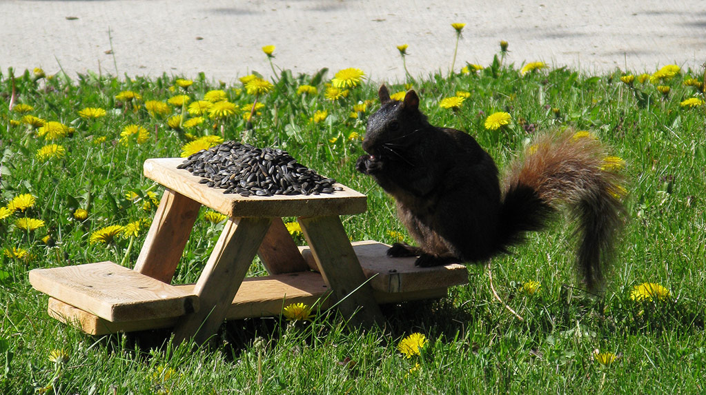 Squirrel at mini-park bench feeder